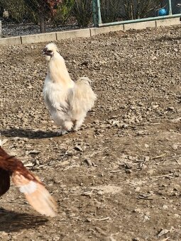 Hodvabnička kohút - 2