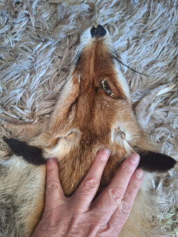 Kožušina líška - 2