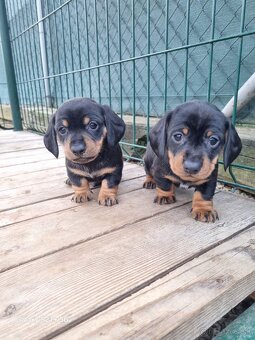 jazvecik trpaslici kratkosrsty - 2