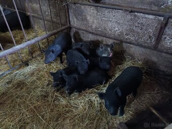 Vietnamské prasiatka - 2