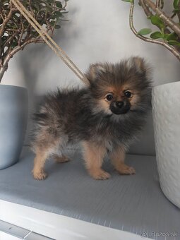 Pomeranian.. - 2