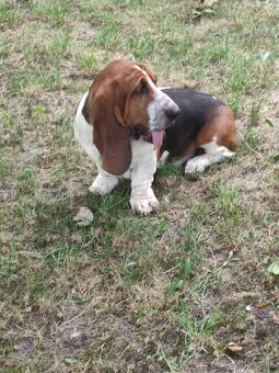 BASET-BASSET. - 2