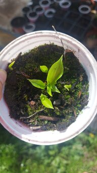 Hosta- 2,50 - 2