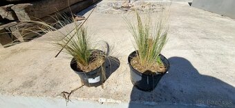 Ponukam kavil-stipa - 2