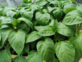 Planty na predaj - 2