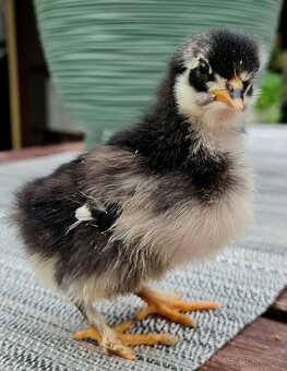 Marans medenokrké - 2