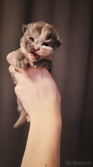 Mačička Maine coon k rezervácii , Mainska myvalia - 2