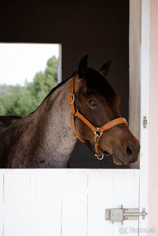 Na predaj QH valach - 2