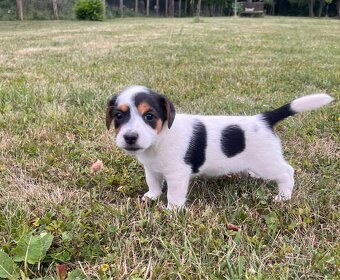 Jack Russell - 2