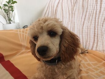 PONUKNITE PUDEL ŠTENIATKO APRICOT - 2