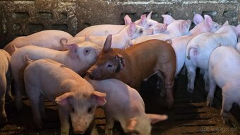 Prasatá Na Predaj - 2