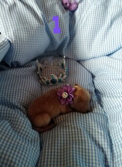 ❤️Pudlik extra mini toy ❤️ - 2