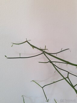 Euphorbia tirucalli - 2