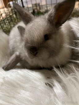 Králik - zajačik minilop - 2