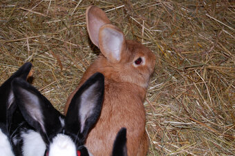 Predám králiky - 2