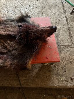 Koža s hlavou diviaka - 2