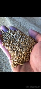 Pšenica a jačmeň - 2