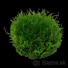 K prodeji mech - Riccia fluitans - 2