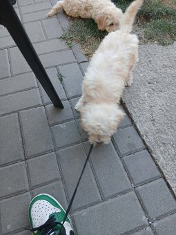 Pudlik - 2