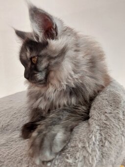 MAINE COON - Mainská mývalia s PP - 2