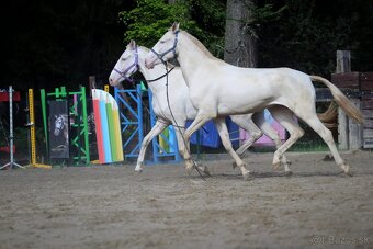 Čisté Lusitano s plným pôvodom Masc cremello - 2