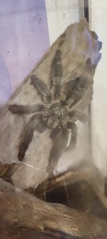 Psalmopoeus cambridgei ,Pterinochilus murinus - 2