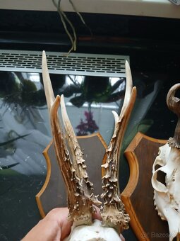2 raritne srnčie trofeje - 2
