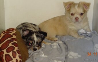 čivava dlhosrsta - 2