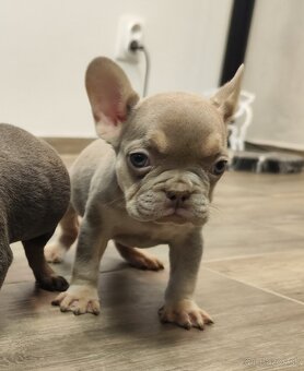 Francuzsky buldocek - 2