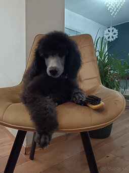 Pudel veľký /kráľovský strieborný - 2