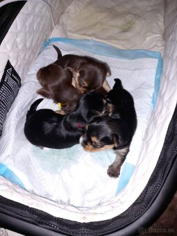 Yorkshirsky teriér - 2