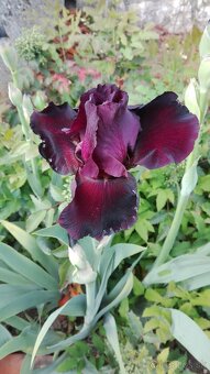 Vínovo-červené holandské kosatce / Iris - 2