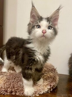 Mainská mývala bez PP - 2