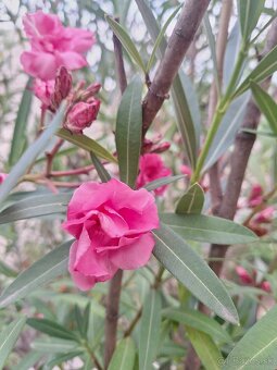 Oleander - 2
