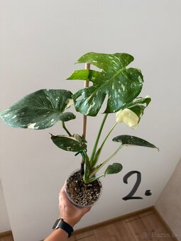 Monstera Deliciosa Thai Constellation - 2