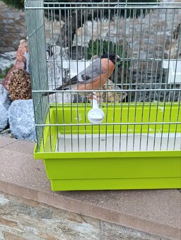 Hýľ obyčajný / Pyrrhula Pyrrhula/ Mutácia - 2