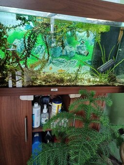 Akvárium 180l Juwel rio - 2