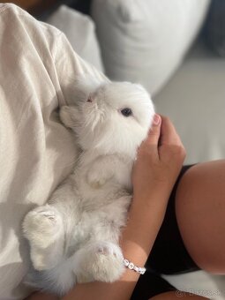 Predám zakrslého bieleho zajačika - 2