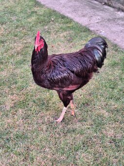 Kohut rodajlenky. - 2