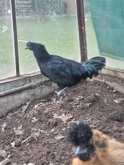 Ayam cemani- kohúti - 2