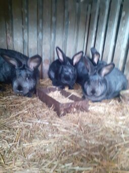 Predám králikov - 2