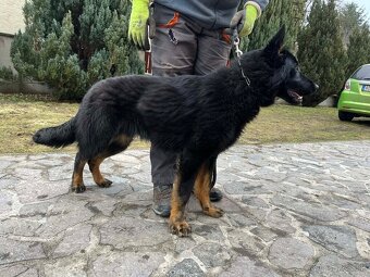 Nemecký ovčiak - 2