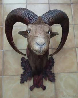 Predám vypreparovanú hlavu muflóna. - 2