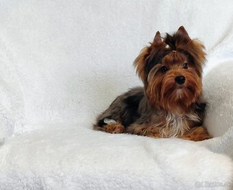 Yorkshire teriér, Yorkshire teriér s PP - 2