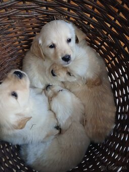 Predám šteniatka Zlatý retriver - 2