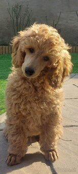 Pudel ( pudlik ) s PP - 2