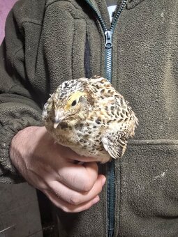 Japonské prepelice - 2