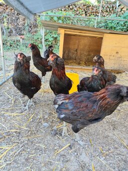 Araucana divoko sfarbená - 2