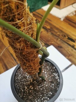 Monstera deliciosa - 2