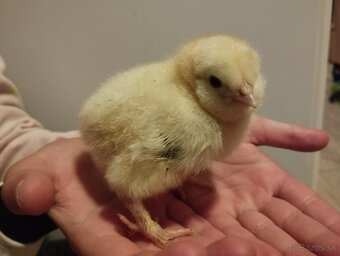 Kuriatka hodvabnicky, Marans, Faverolka, Chocholac - 2